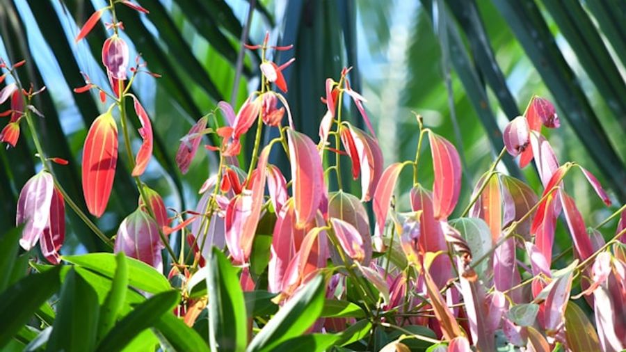 Examples of agentic growthhacking tactics using bots and AI, as well as strategies for sourcing user pain points on social media platforms.