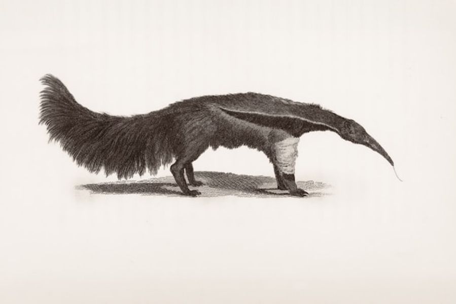 Automate Package Health Checks with Snyk Advisor and Qodo Agents